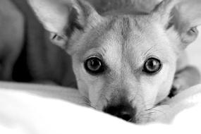 black and white, cute little dog