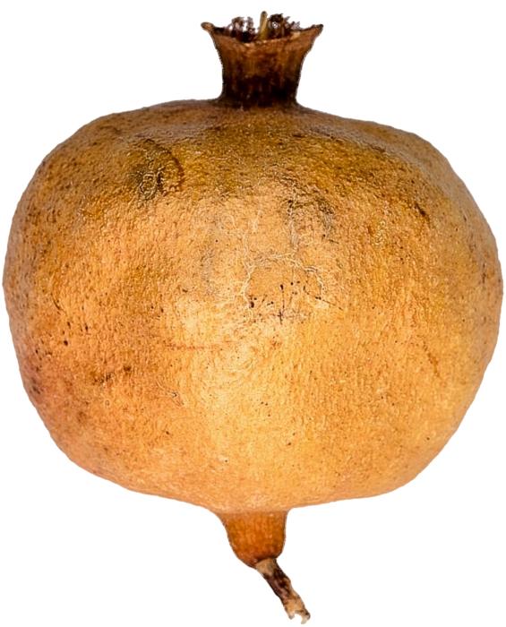 Isolated Pomegranate Fruit