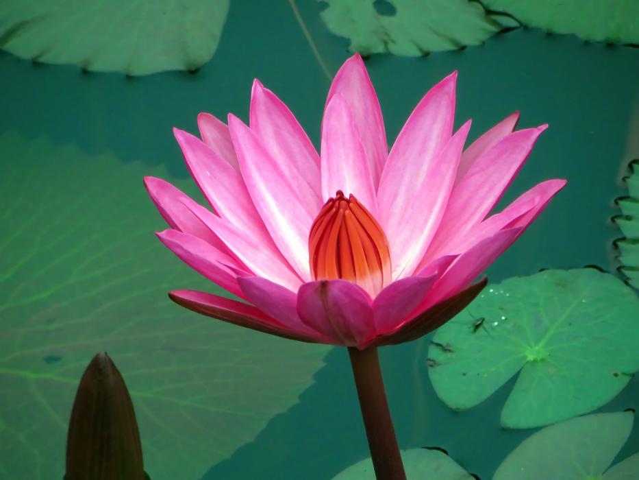 Asia Laos Water Lily