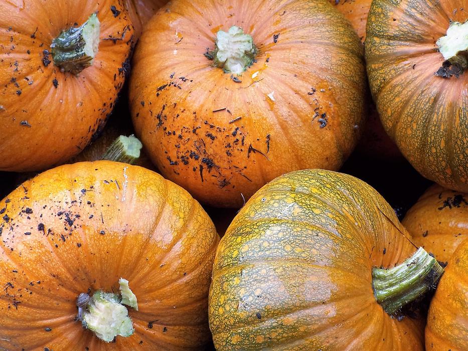 fall harvest of ripe pumpkins is plentiful