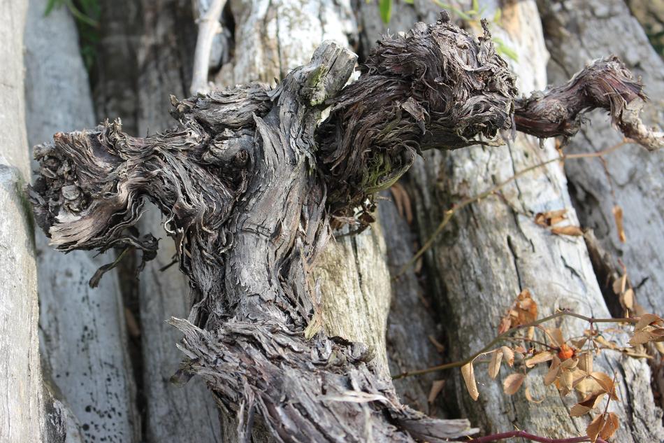 Wood Old Death