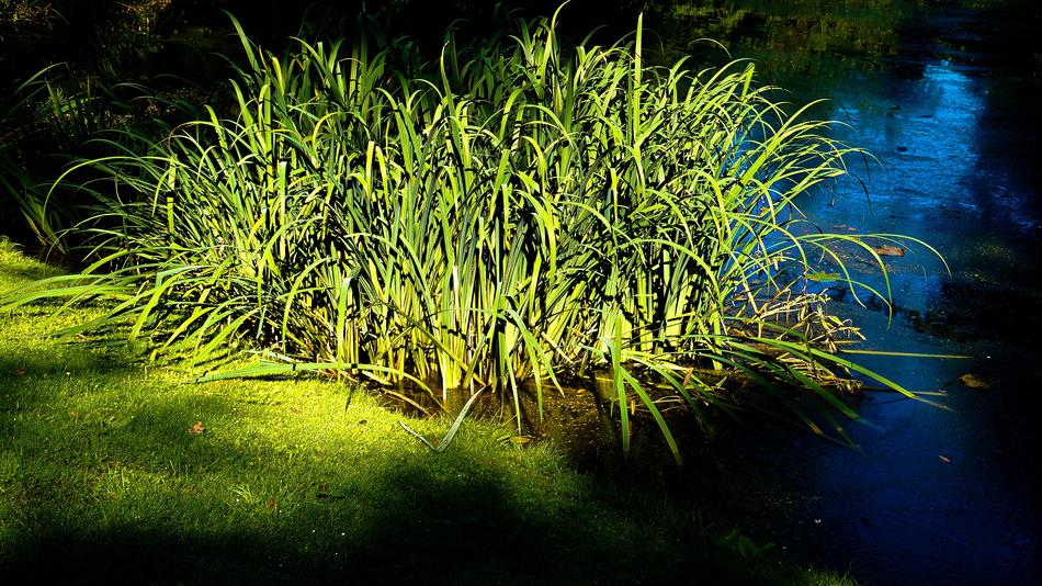 Reed Pond Shore