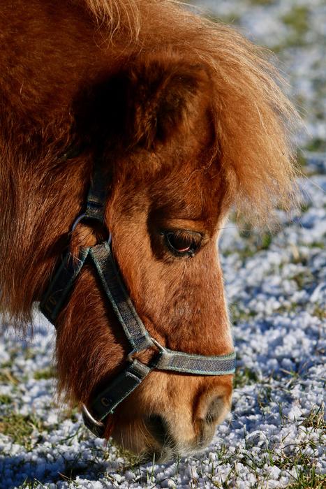 a cute horse with fluff