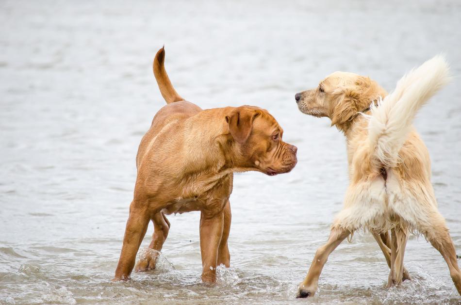 Dog Golden Retriever Beach