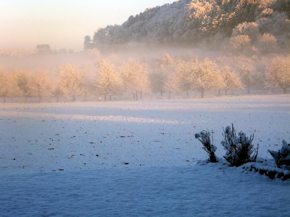 winter snowfield with trees