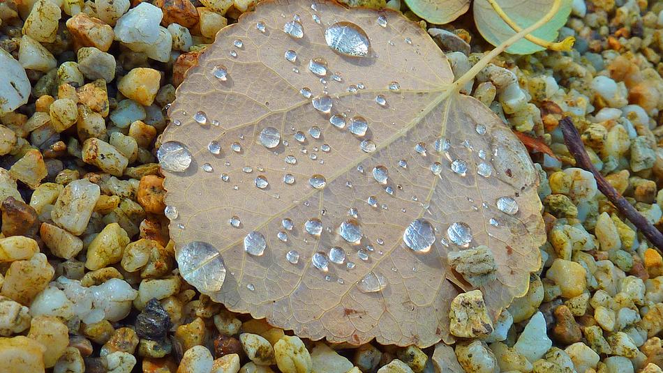 Fall Leaves Autumn Leaf