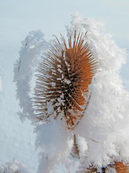 Winter Frost Cold