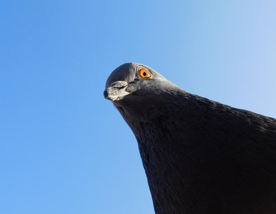 Dove Bird Head