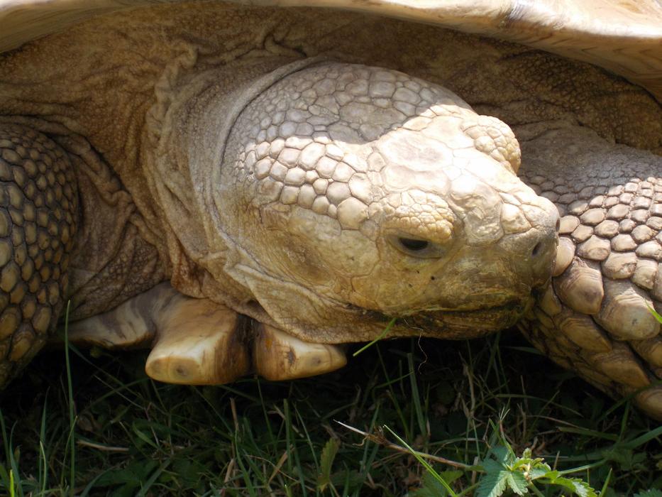 big sweet turtle