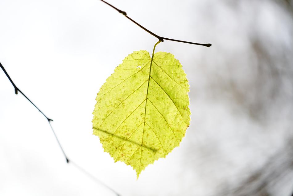 Leaf Hazel