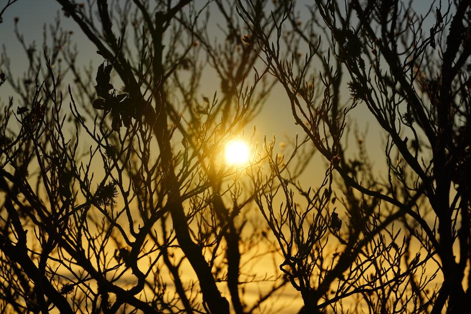 sunlight in the trees in the forest