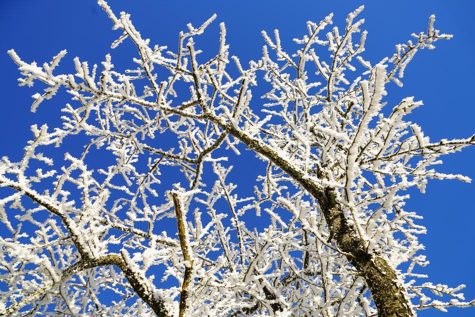 Tree Hoarfrost Branch