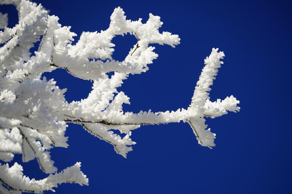 Aesthetic Branches Hoarfrost