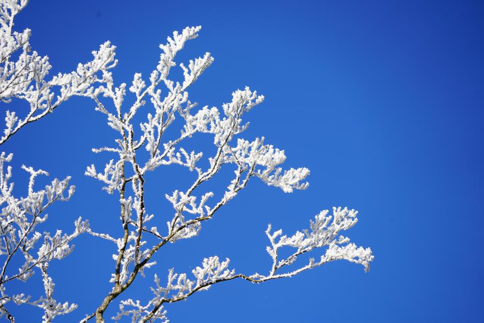 white flowers on a tree in blue clouds
