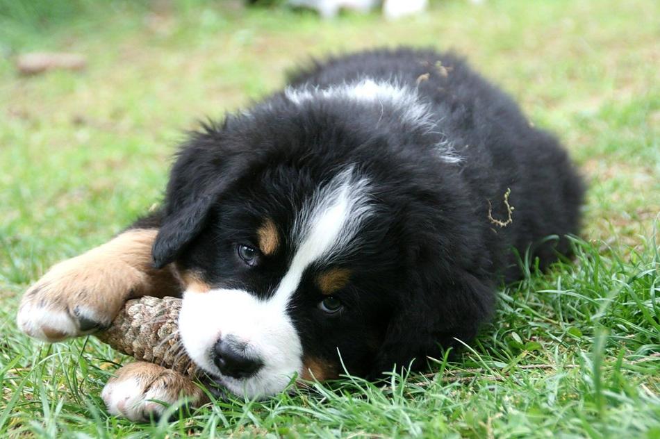 Bernese Mountain Dog Puppy Close