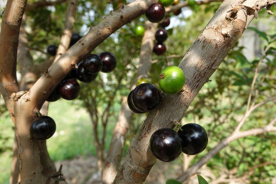 Garbo Greta Fruit Tree Grape