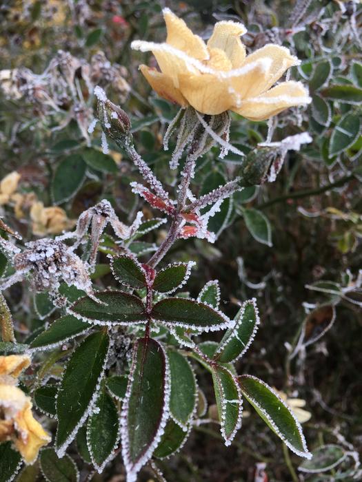 Shrub Rose Frost