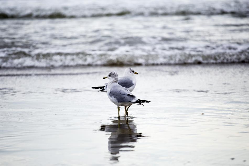 Seagulls Shore