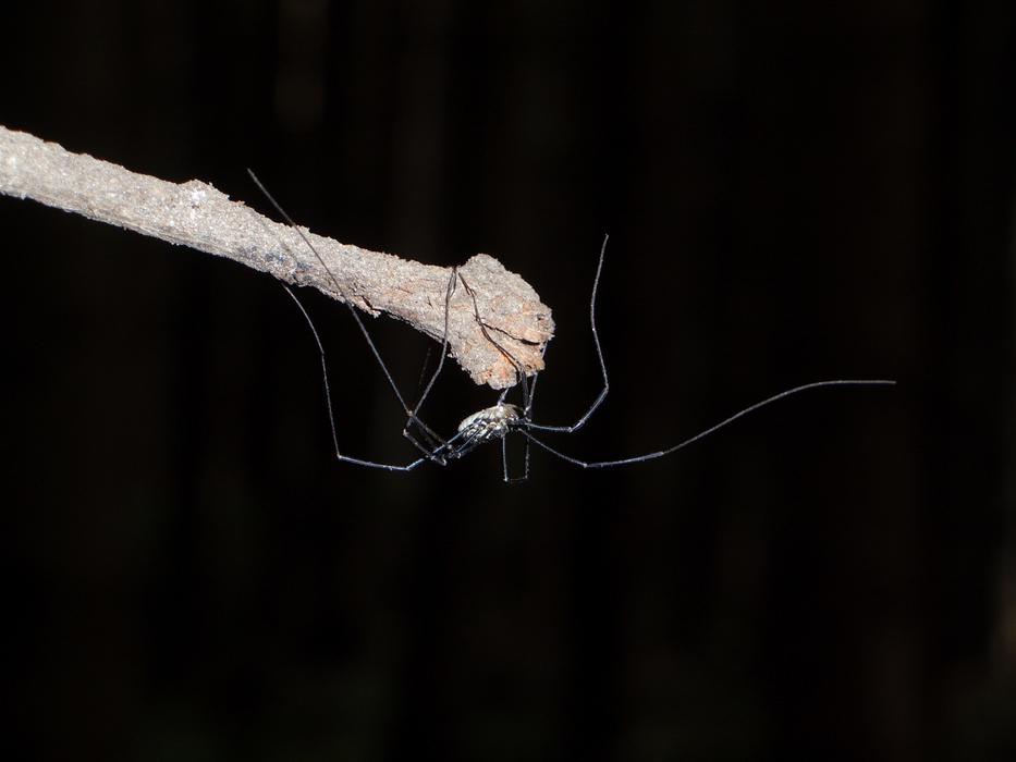 Spider Weber Servant