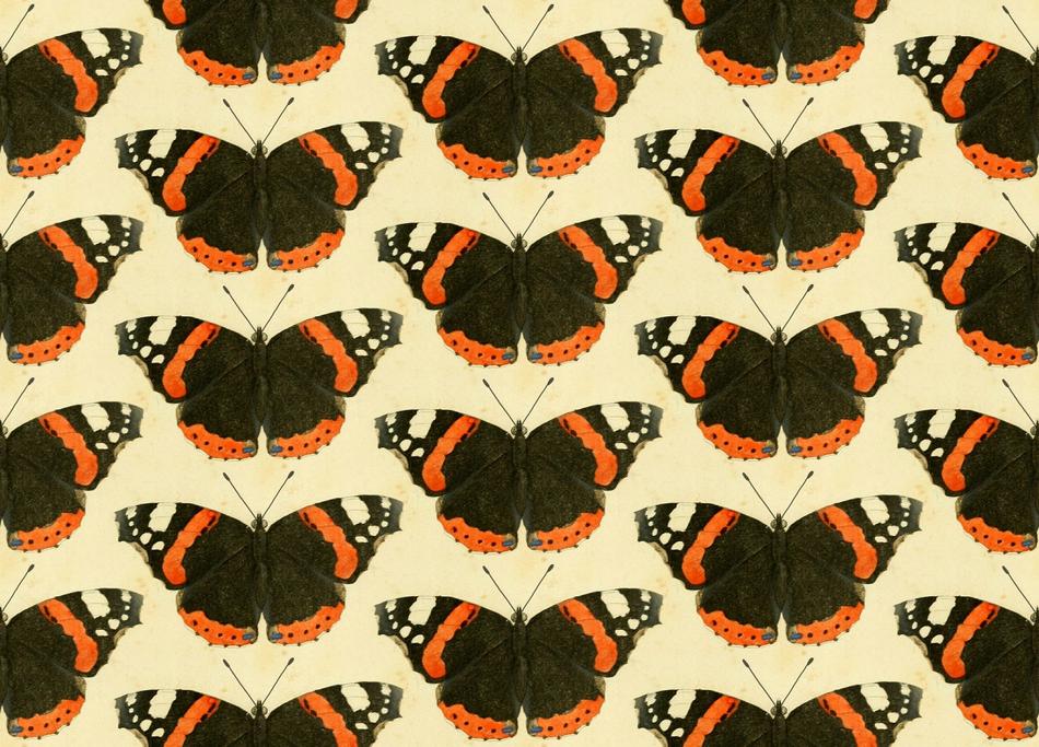 background of moths