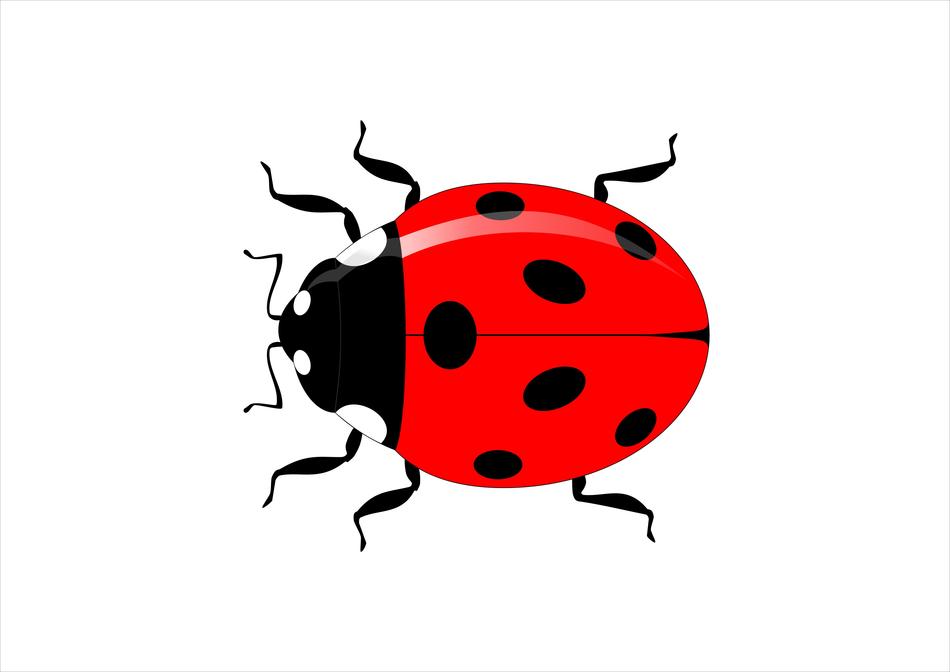 ladybug on white background