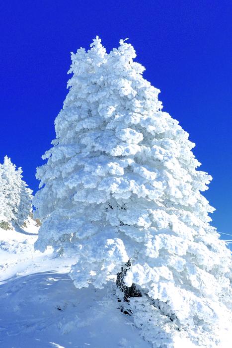Snow Sculpture Rigi Central