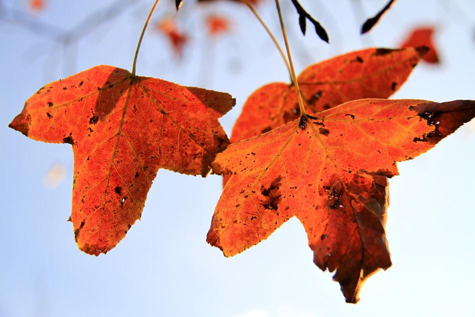 Maple Leaf Orange macro blur