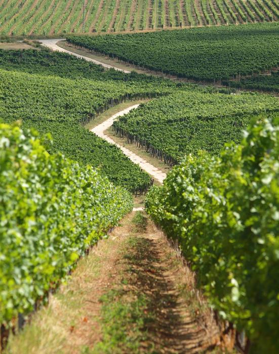 Baranya Wine Region Kisharsány