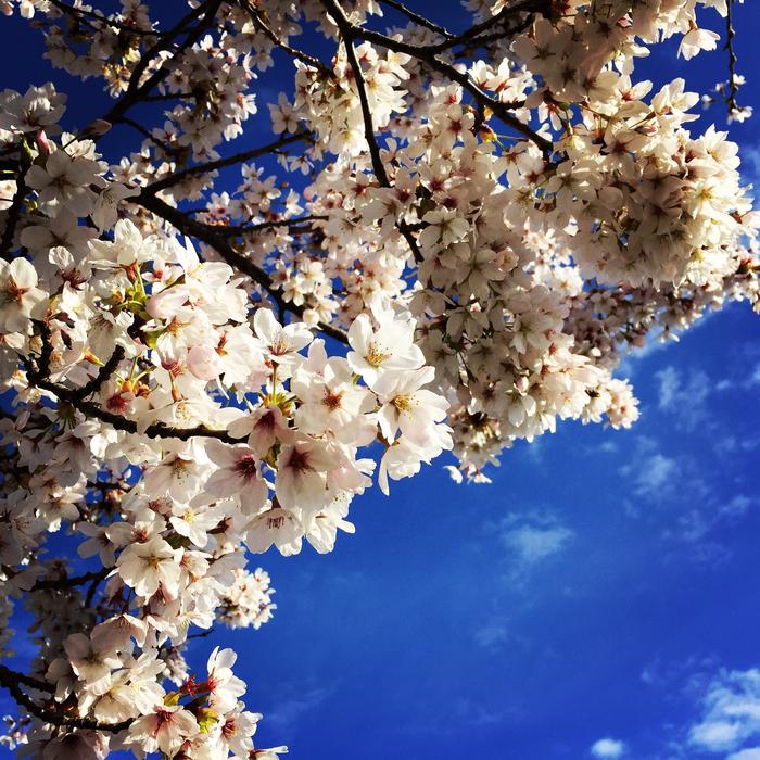 white flowers in a blue sky