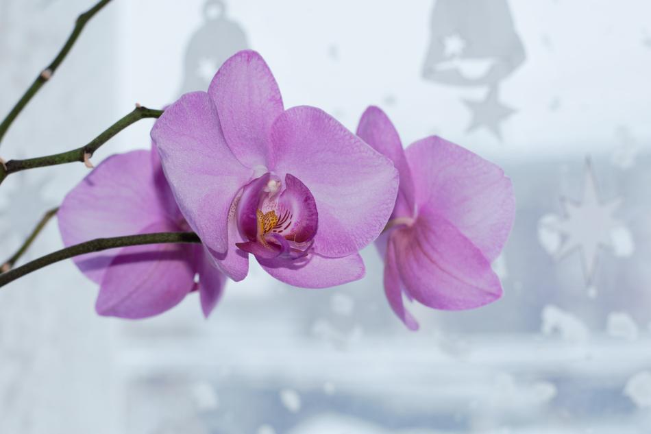 Orchid Beautiful Flower Flora