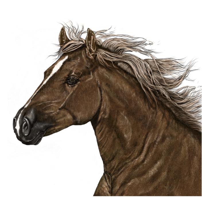 portrait horse art digital artwork