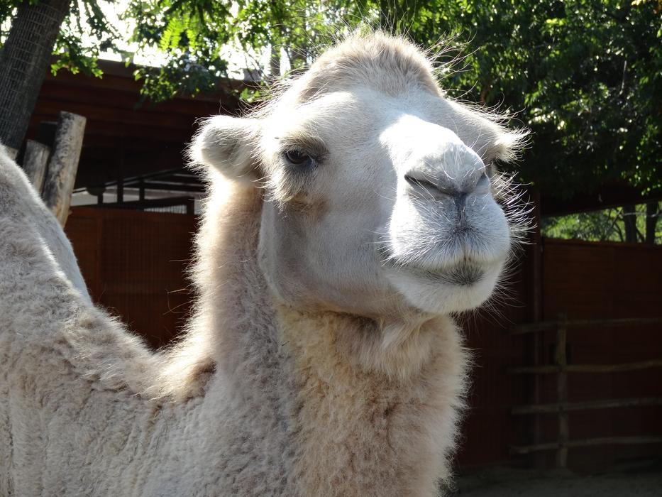 camel close up
