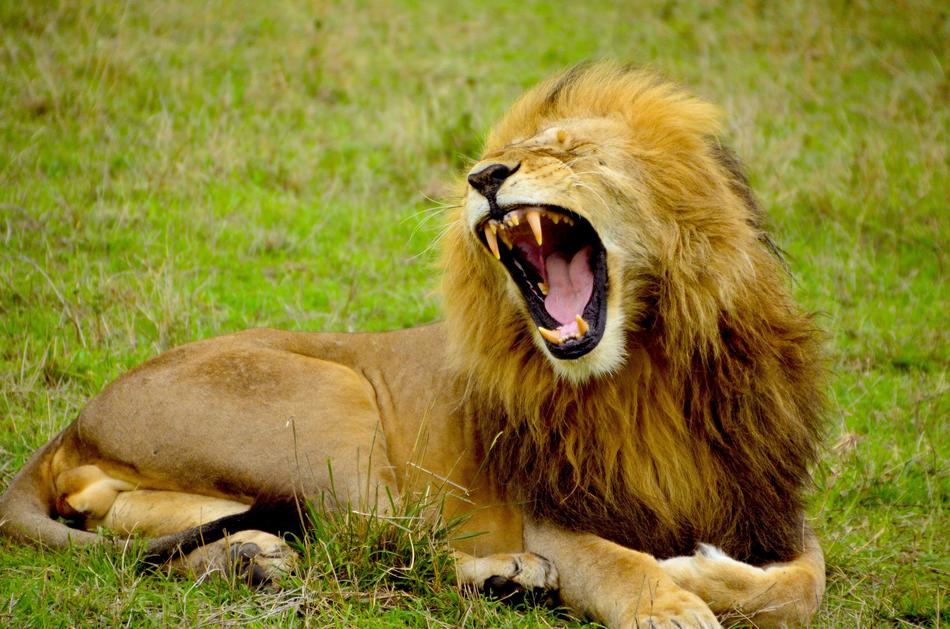 beautiful lion yawns on the lawn