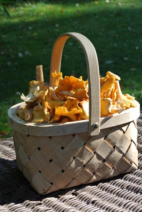 Chanterelle Yellow Mushroom