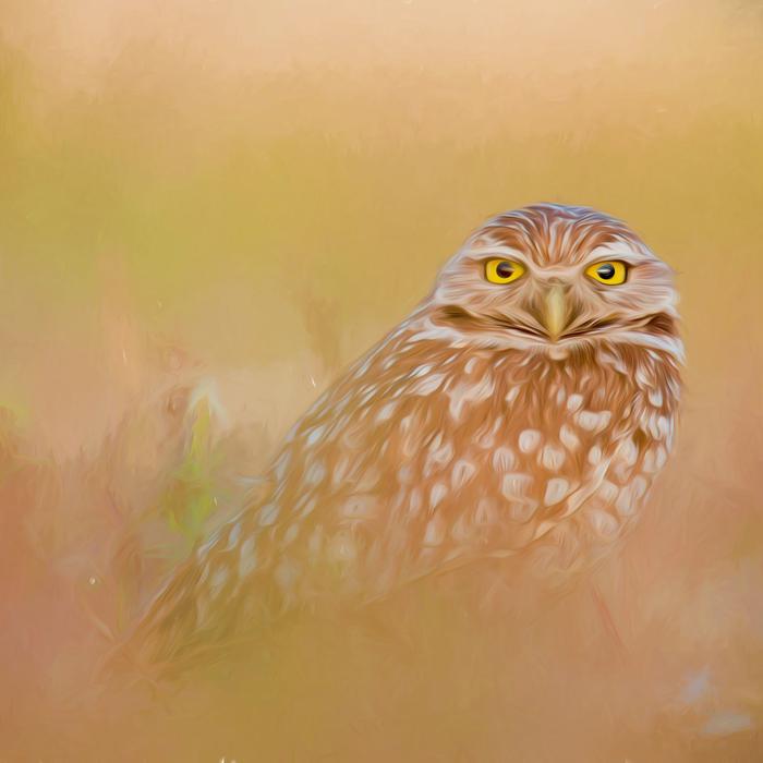 Painting Pastel Photo of owl bird