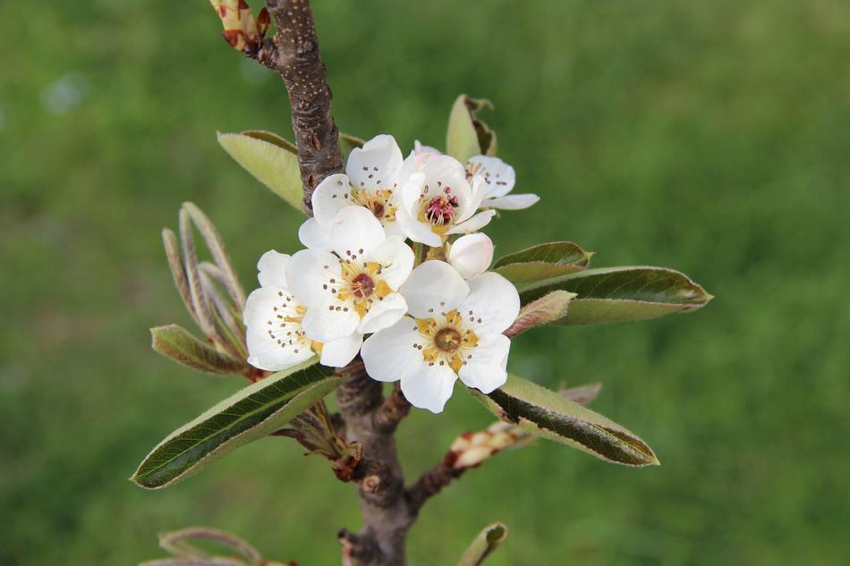 Apple Blossom White Spring