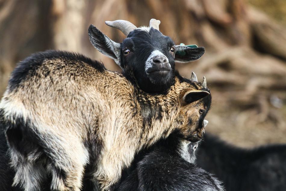 Goats Kid Breeding