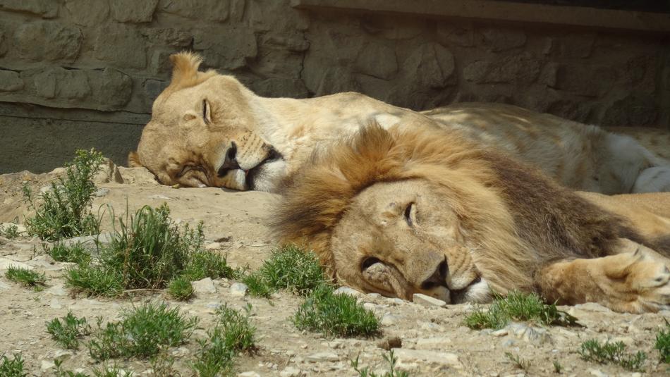 Lion Pair Zoo