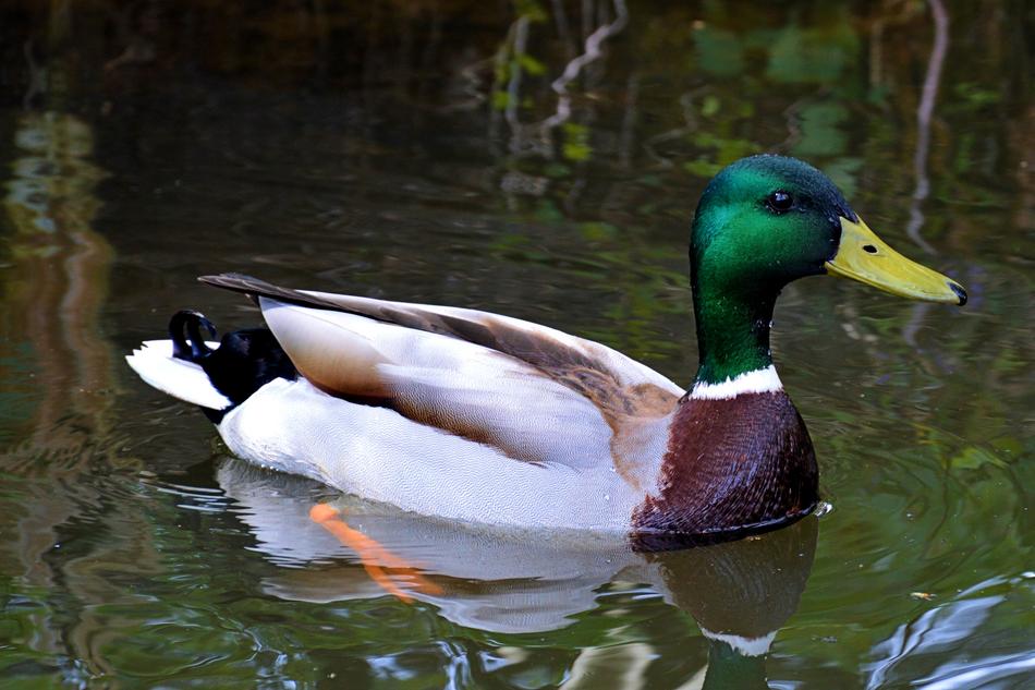 Mallard Drake swims on clear water