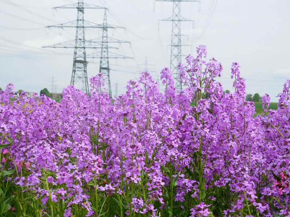 purple flowers on the background of electric towers in magstadt