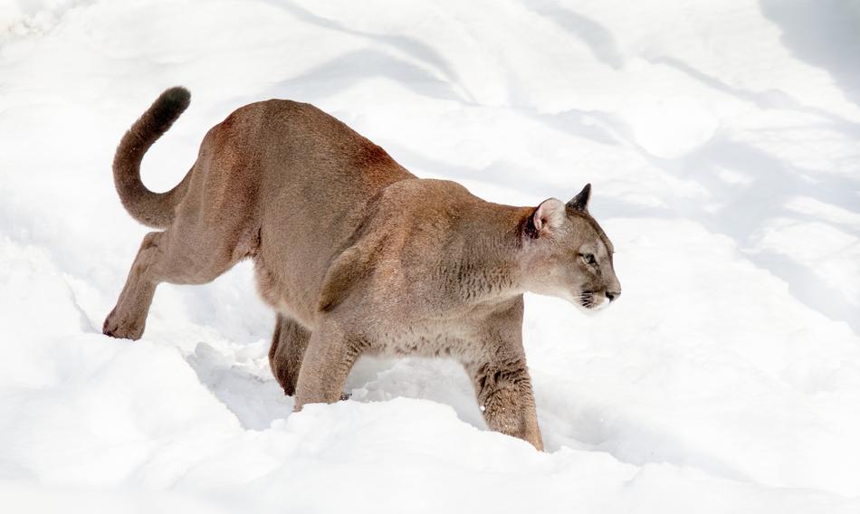 Puma Mountain Lion Big Cat