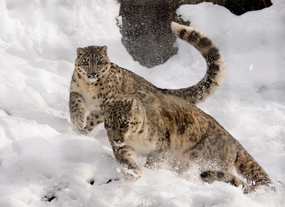 Snow Leopard Play Get It All