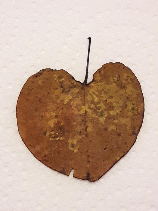 brown gorgeous leaf