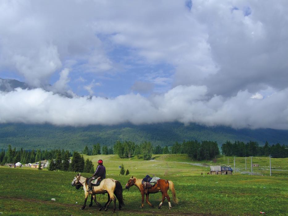 people on horses in a meadow