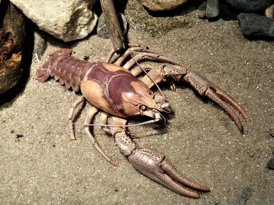 Lobster Delicacy Sea Animal