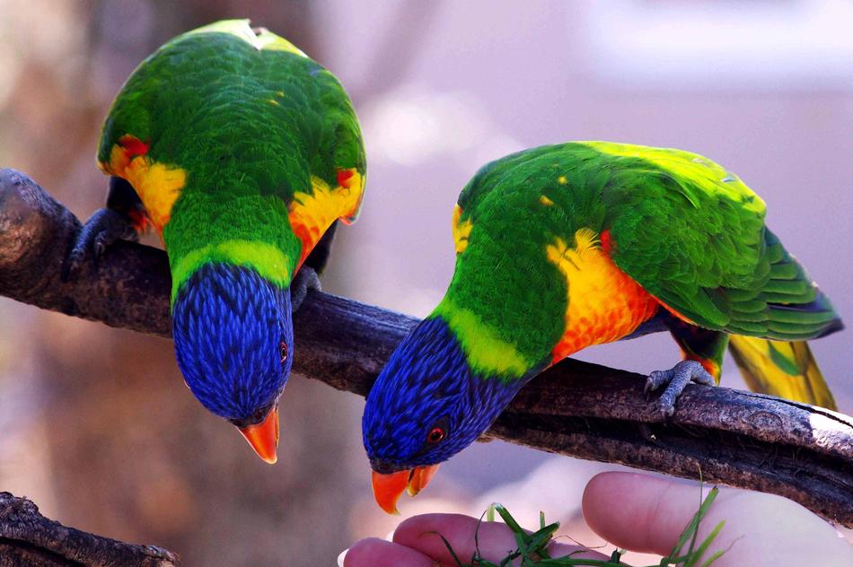 Beautiful and colorful parrots on the branch in Villars Dombes, France