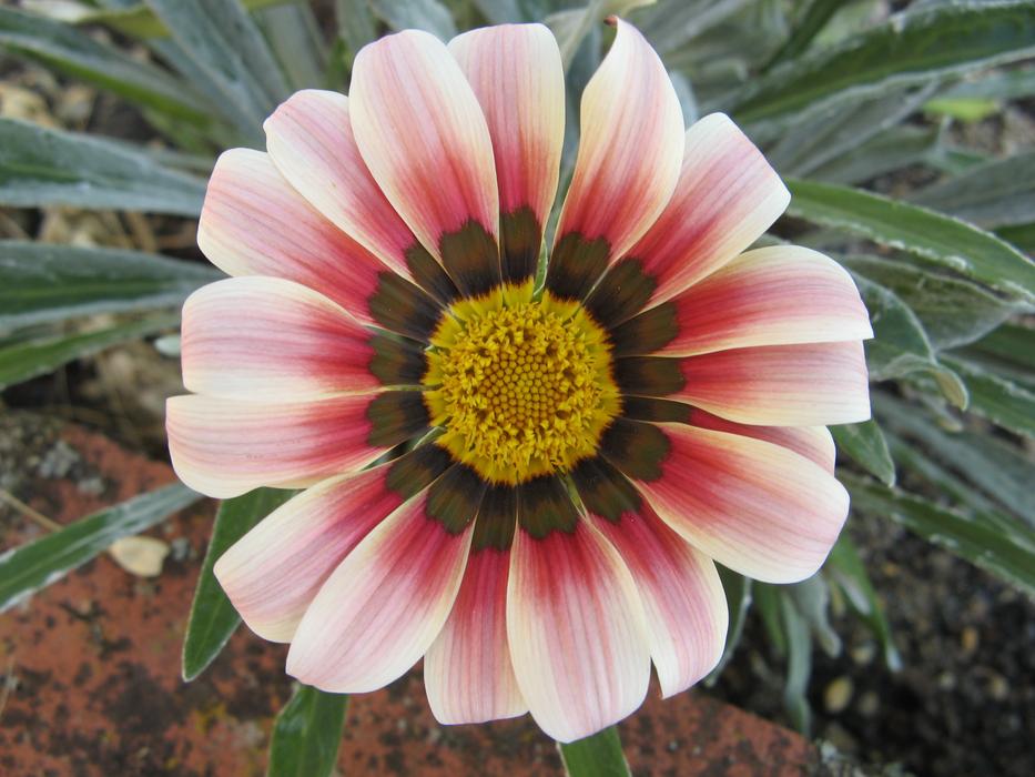 Gerbera Flower Chatel Censoir