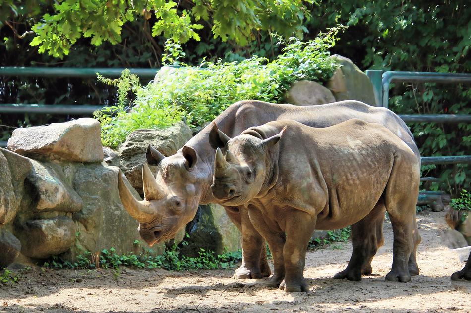 Rhino Pachyderm Big Game Wild