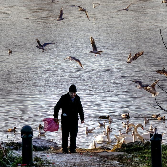 Old Man Gulls