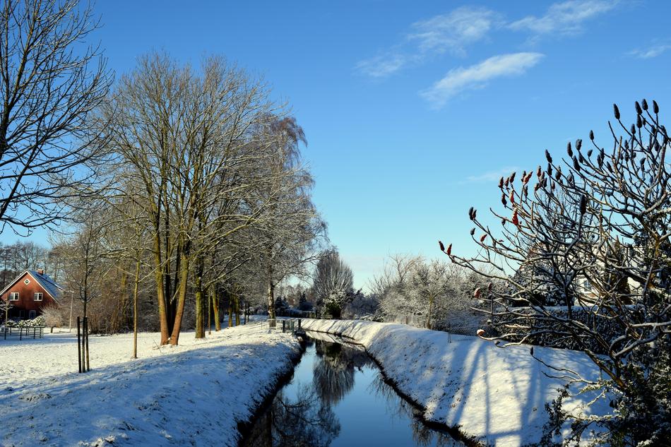 Winter Bach Tree